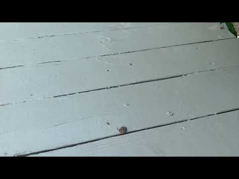 Carpenter Ants Popping Out of Deck in Millstone Township, NJ