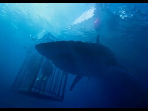 47 Meters Down (Official Trailer #1) HD 2017