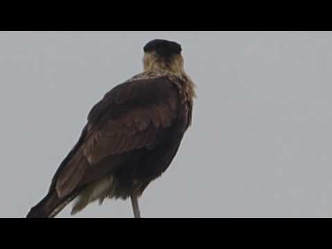 nature in my backyard episode 214 (HD)