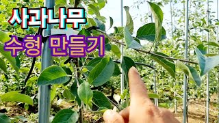 사과나무 유목 나무수형 만드는 방법