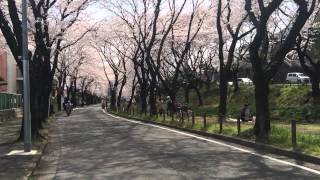 preview picture of video '大和市引地川千本桜 Hikichi River cherry blossoms, Yamato City'