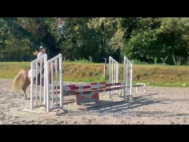 Ruin Franse rijpony PFS Te koop 2021 Lichte manen en staart ,  ACHILLE DE ST GERY