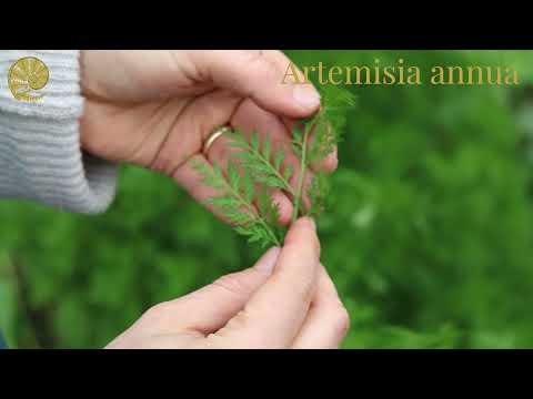 Artemisia annua - einjähriger Beifuß: Erfahre mehr über die Heilwirkung zum Wohle deiner Gesundheit!