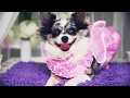 Влог День Рождения собаки / чихуахуа Софи 3 года 