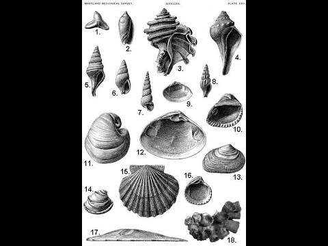Intro to Maryland Fossils and Fossil Hunting (9.17.20)