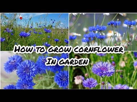 , title : 'How to grow cornflower in garden|growing cornflower in pots|Bachelor button|garden ideas|planting'