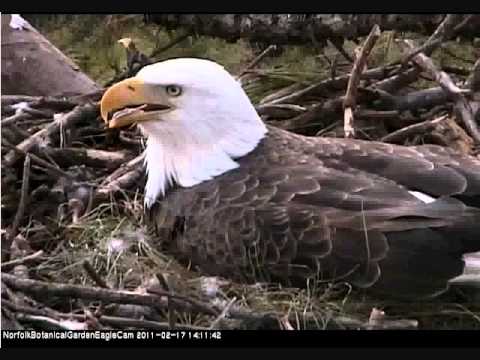 Eagle feathers in the wind whoa.wmv
