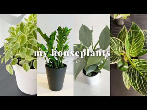 サイプレス ジュニパー、ロッキー マウンテン ジュニパー 植物