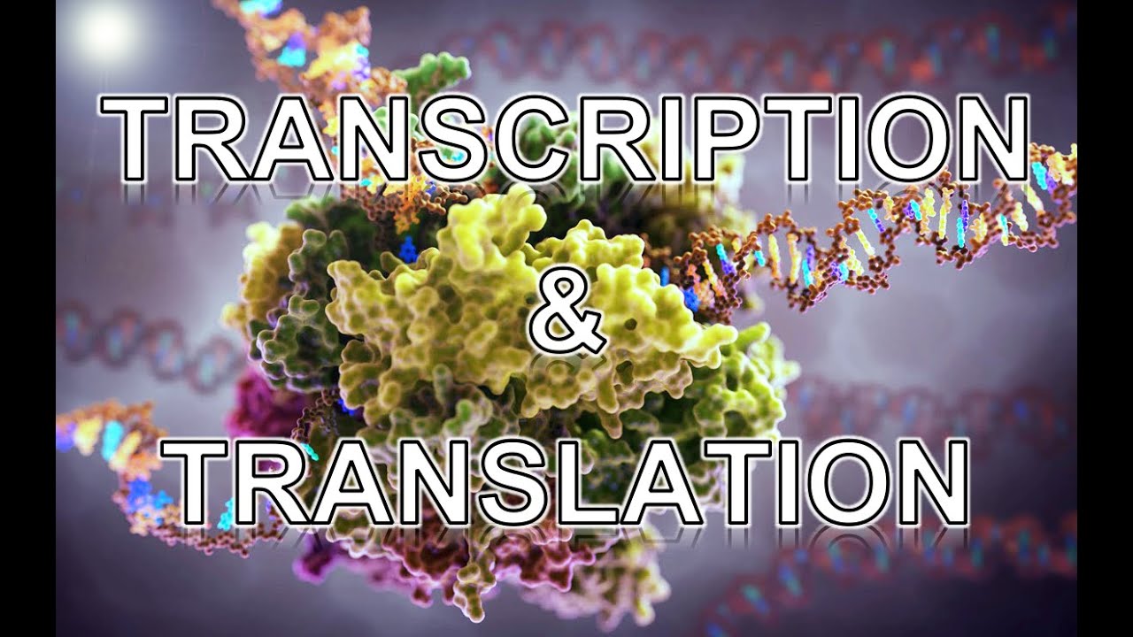 Transcription and Translation: Animation for Biology Students