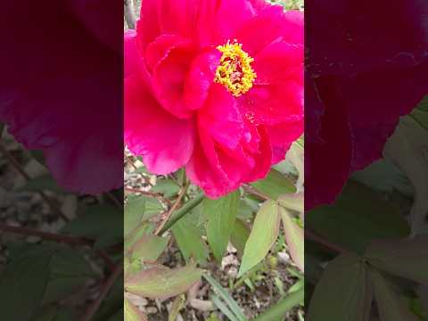 牡丹をどこに植えますか？展示、フロアなど  庭園