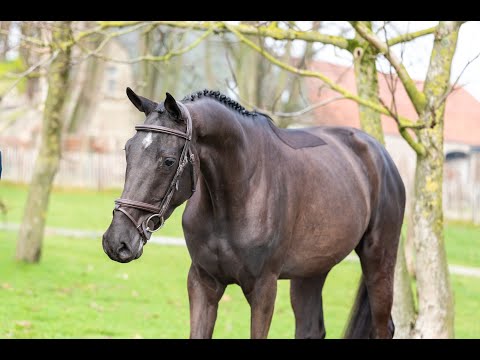 Pokemon TR Z (POKER DE MARIPOSA TN x PADINUS) - Video 12 video thumbnail