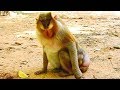 Pig Tail Monkey Ashley Have Diarrhea She Unhappy Ashley Look So Big Belly