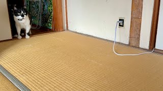 Cats Discover Japan: First Time in a Traditional Tatami Room🇯🇵 海外から移住してきた猫姉妹がコタツのトリコになりました。