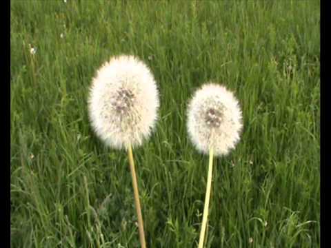 SLAVIM TE Gospode ....