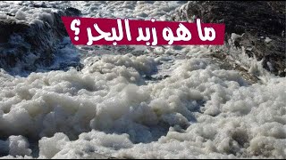 ما هو زبد البحر ؟ ومن أين يأتي ؟ ما هو زبد البحر ؟ ومن أين يأتي ؟