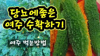 당뇨에 좋은 여주 수확하기
