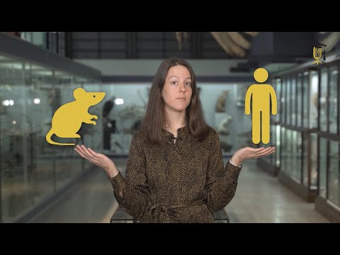 Malaria: bijnierhormonen redden levens