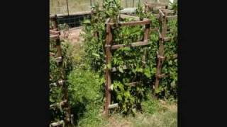 Victory Garden and Don't You Mind People Grinnin' in Your Face =)