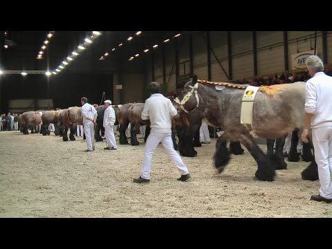 Belgian Draft Horses:national championship in the years from 2013 to 2020