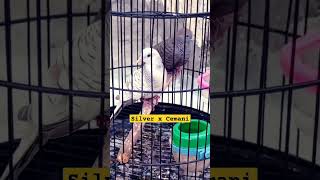 Download lagu Persilangan PERKUTUT SILVER X CEMANI || Ternak Perkutut Warna Silver dan Cemani mp3 Download lagu Persilangan PERKUTUT SILVER X CEMANI || Ternak Perkutut Warna Silver dan Cemani mp3
