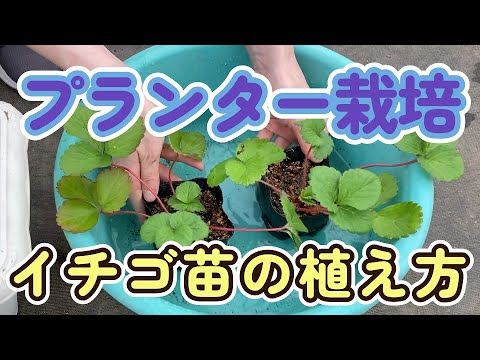 イチゴをポットに植える方法 有機果物を育てるための手順
