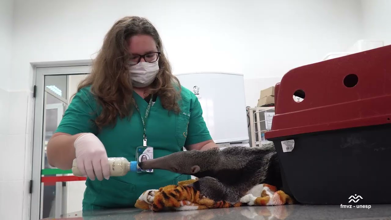 Processo de Seleção de Residência 2024 - FMVZ - Unesp - Botucatu