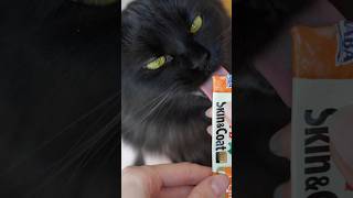 fluffy cat treat ASMR 😻 😭 #asmr #cat