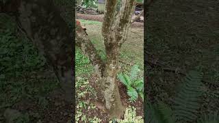 Japanese dogwood