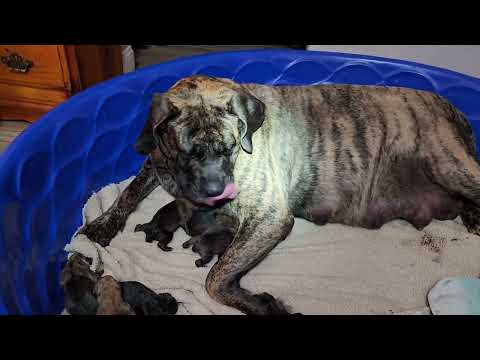 WooHoo more pups! We are up to 8 now!