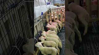 Doğu Friz Çiftliği (F&F Farm) ile Sürü Yönetimi, Koyunculuk, Ciftliksi