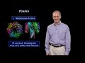 Ralph Isberg (Tufts U / HHMI) Part 1: What Distinguishes a Pathogen from a Non-Pathogen?