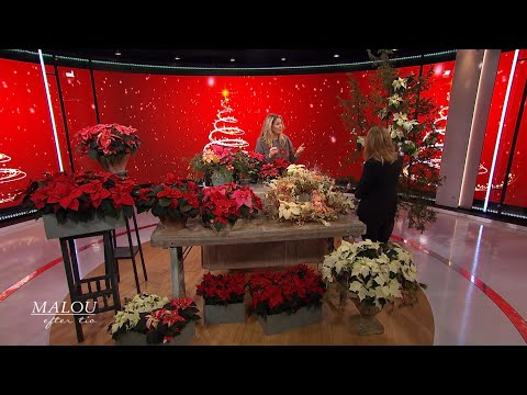 Så sköter du dina julstjärnor bäst - Malou Efter tio (TV4)