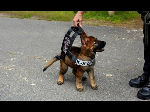 Polizeihunde im Dienst - So behilflich sind Hunde geworden! - (DOKUMENTATION 2016 HD *NEU*)