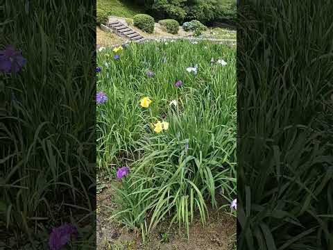 池の周りにある植物は何ですか？周囲の花を咲かせるのに最適な 10 種以上の種  庭園