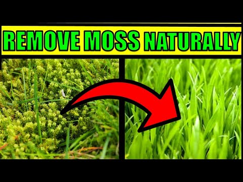 How To Get Rid of Moss In a Lawn Naturally  & Fast - HOME REMEDIES