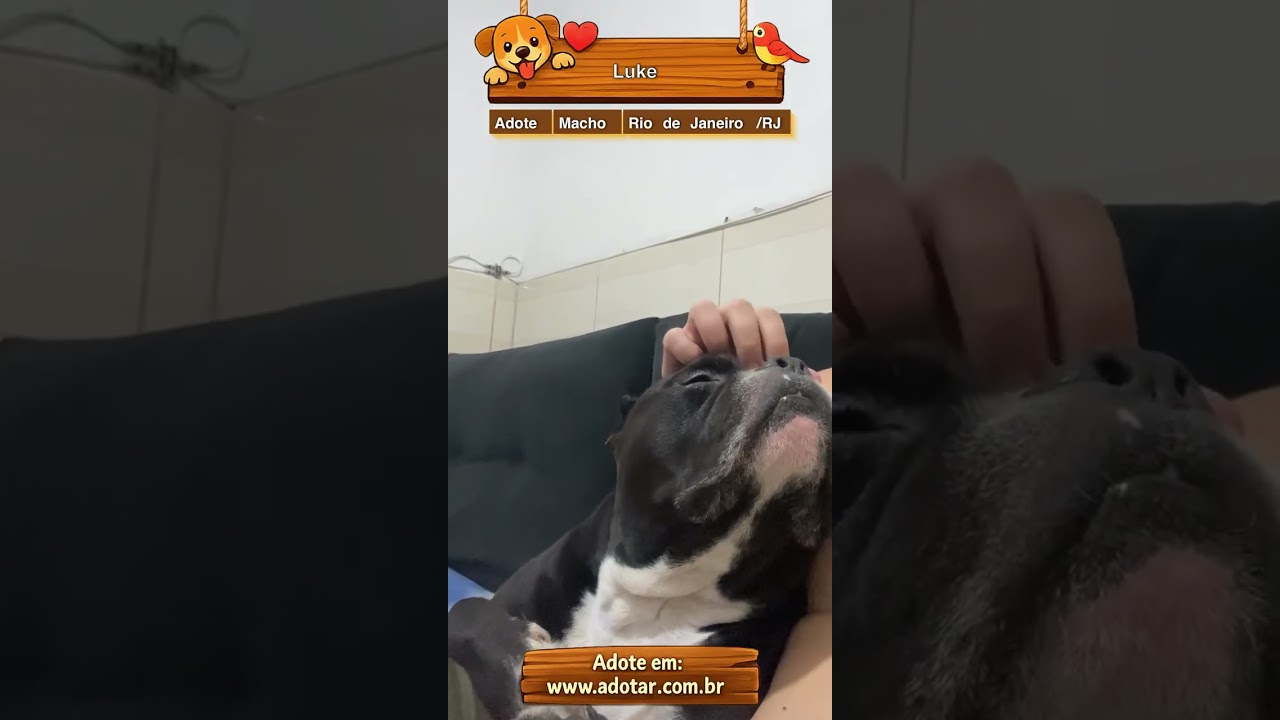 Cachorro raça Pit-Bull idade 6 ou mais anos nome Luke
