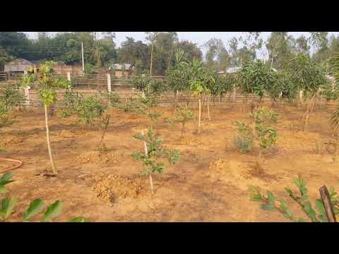 আইএএনএফপি'র আদর্শ ফলবাগান পরিদর্শন