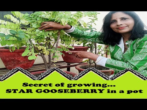 Easy tips to grow STAR GOOSEBERRY in a pot