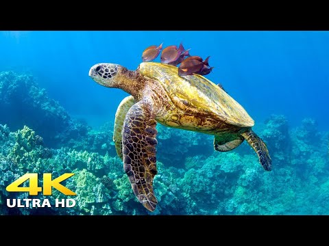 11HRS of 4K Turtle Paradise - Undersea Nature Relaxation Film + Meditation Music | 4K VIDEO Ultra HD