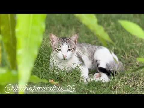 Cool kitty / A true friend / A Cat tail / @dr.dharmendra2588