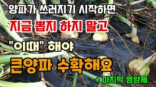 양파가 쓰러지기 시작하면 지금뽑지말고 이때 뽑아야 큰양파수확합니다 양파수확시기