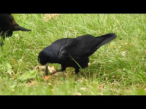 Gawron i niezniszczalny orzech :-)