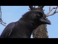 Jungle crow (Corvus macrorhynchos)