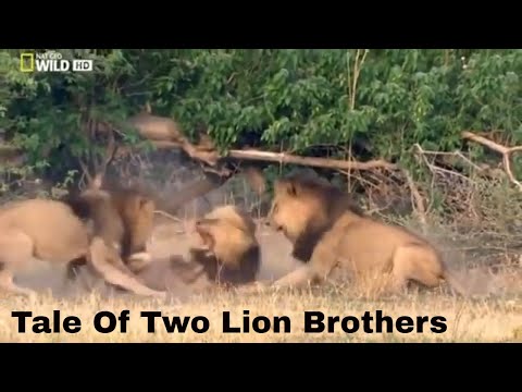 Tale of Two Lion Brothers in the African Wild - National Geographic
