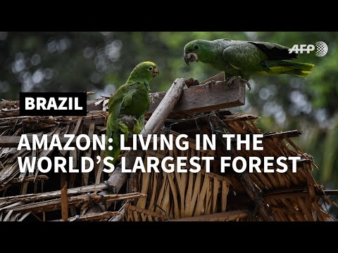 Brazil: living in the world's largest rainforest | AFP