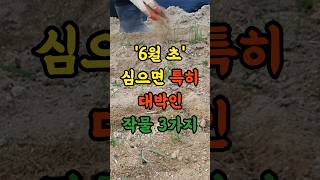6월 초 심으면 특히 대박인 작물 3가지