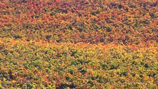 Denominación de Origen Arlanza