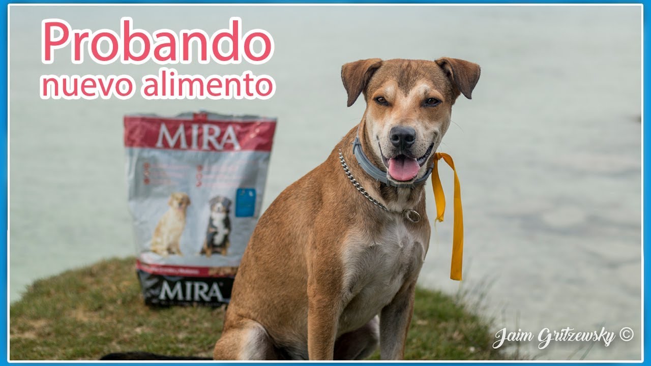 Cuales son las mejores CROQUETAS PARA MI PERROS - alimento premium y recomendación del veterinario 🐶