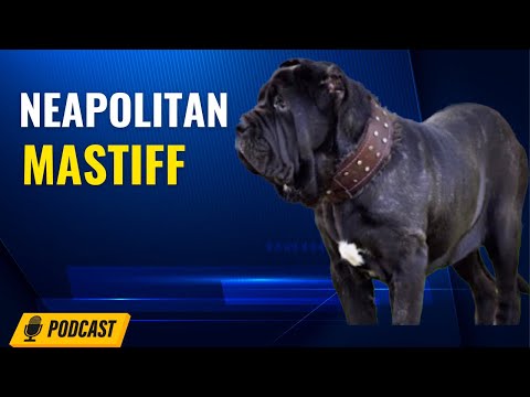 Episode 40: Neapolitan Mastiff - Isiah Massenburg from River City Mastinos
