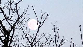 Klaus Schulze - Bona Fide (Concert 1979)